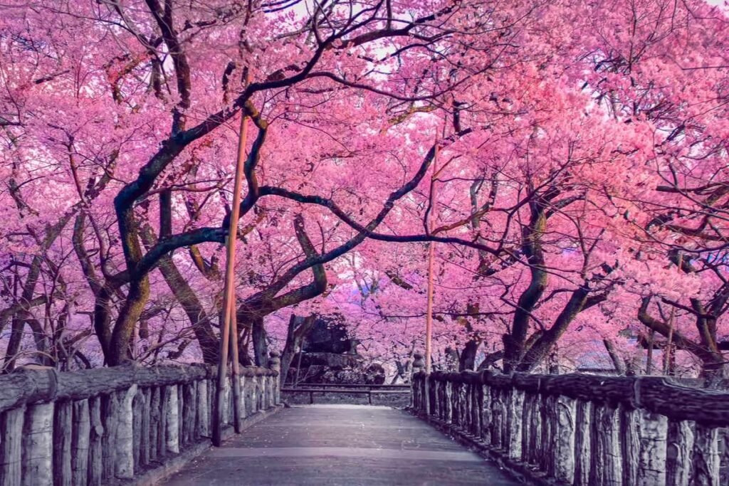 alberi